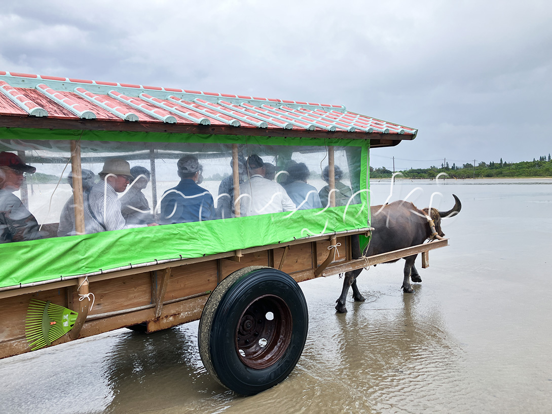 水牛車／2024年